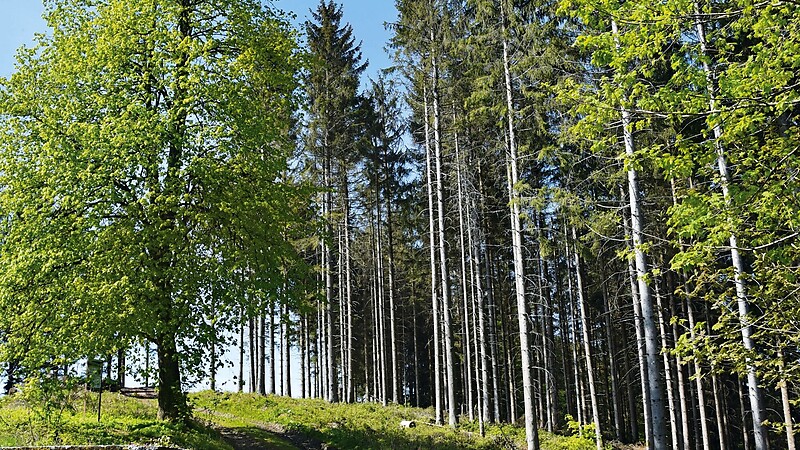 Karte