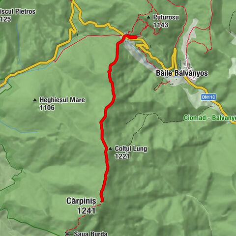 Forest - Colțul Lung - Cărpiniș - The Fork